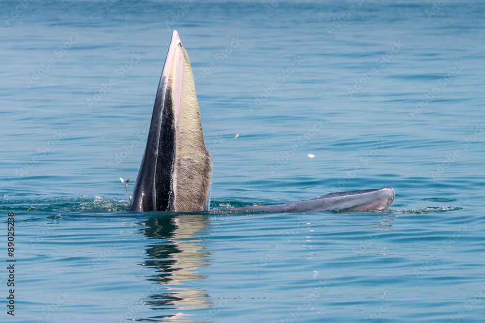 Fototapeta premium Bryde whale in gulf of thailand