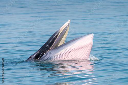 Bryde whale in gulf of thailand