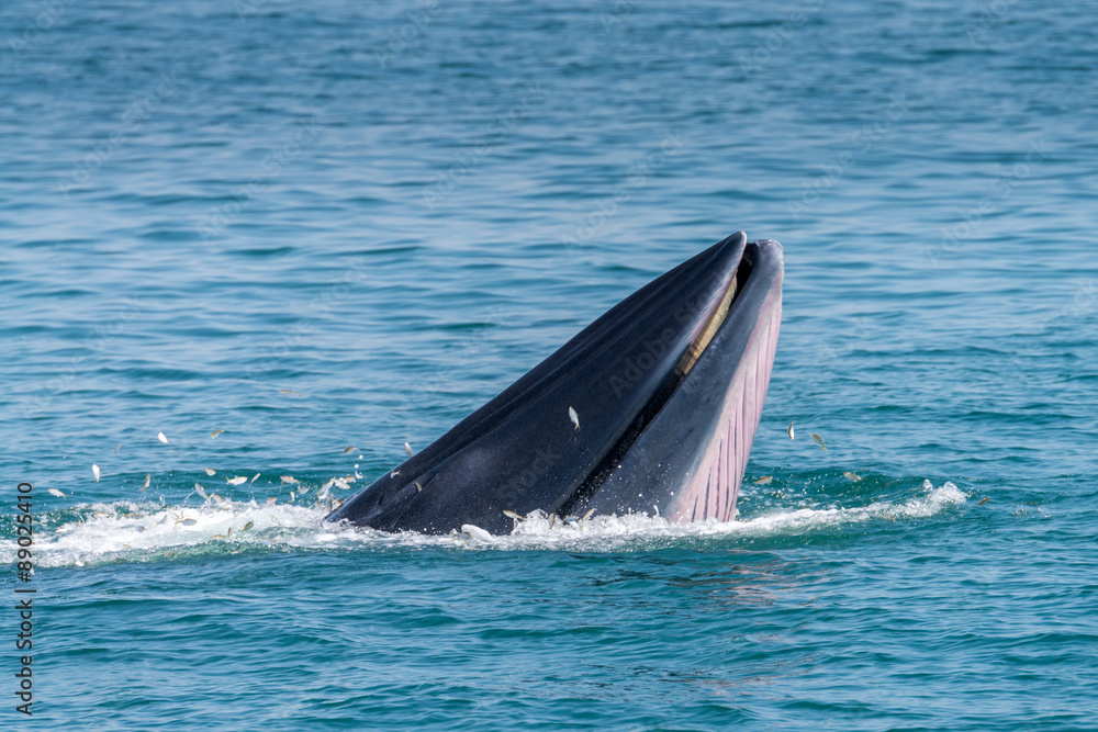Obraz premium Bryde whale in gulf of thailand