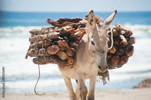 Packesel trägt Holz am Strand photo
