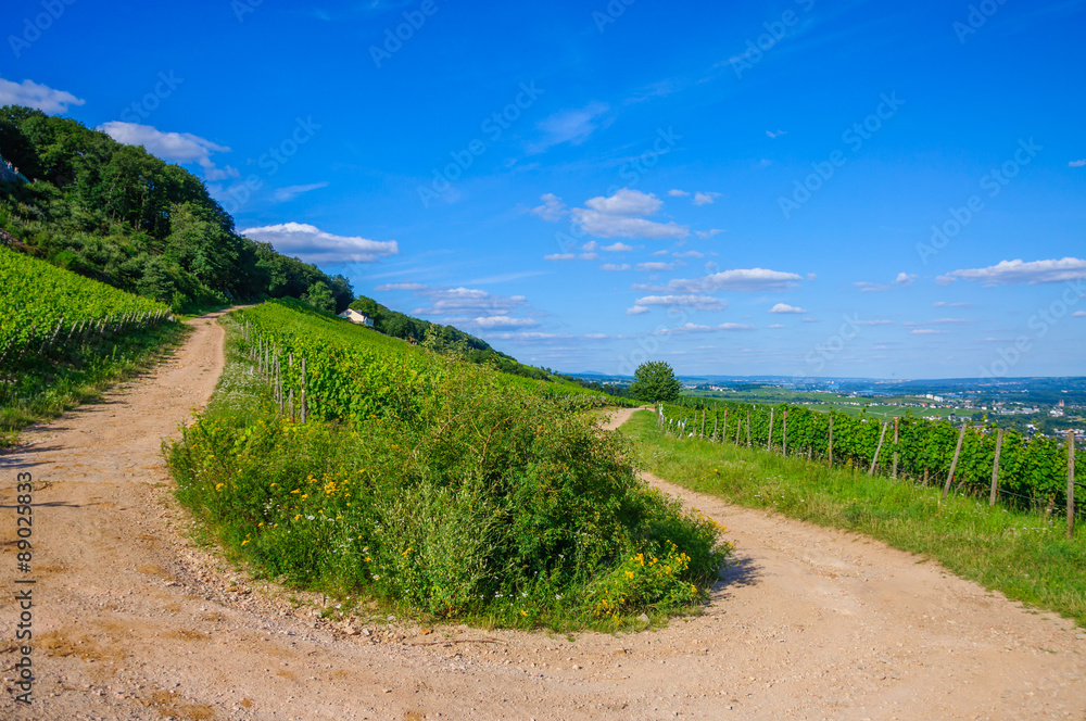 Green fresh vineyard and turn of the road near Ruedesheim, Rhein