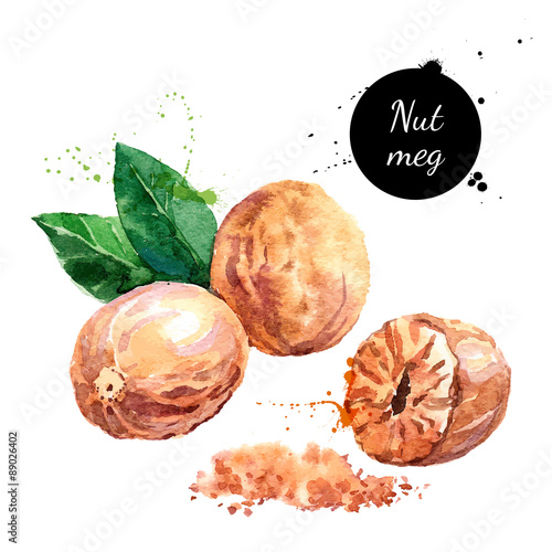 Hand drawn watercolor painting nut on white background