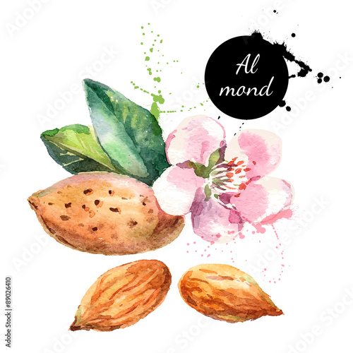 Hand drawn watercolor painting on white background