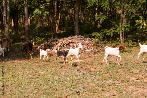 goat herd