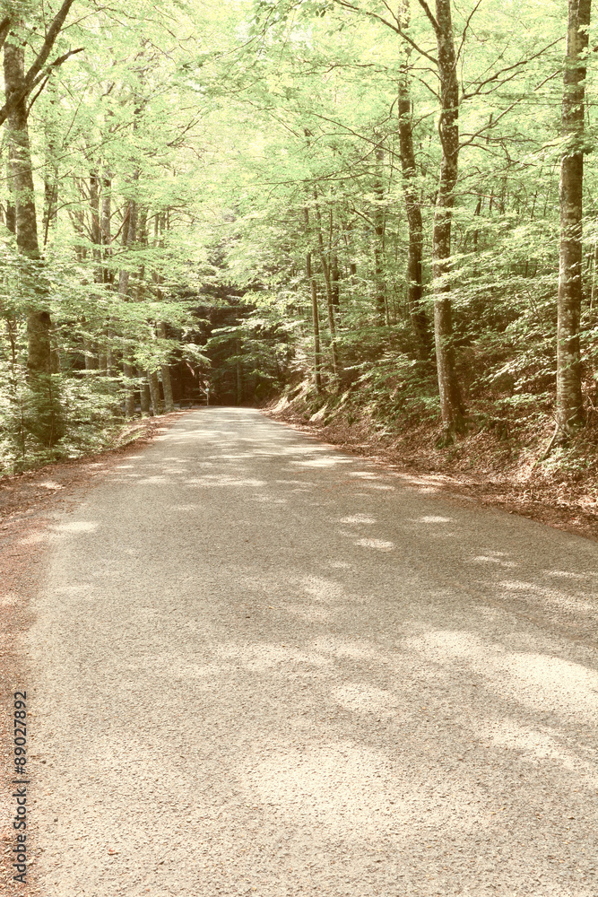 Obraz premium Forest