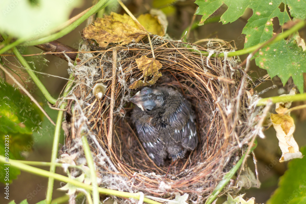 chick in the nest. chick in the nest.