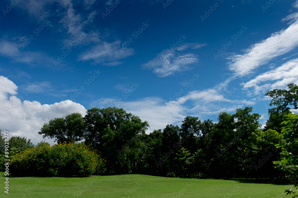 Park in daytime background