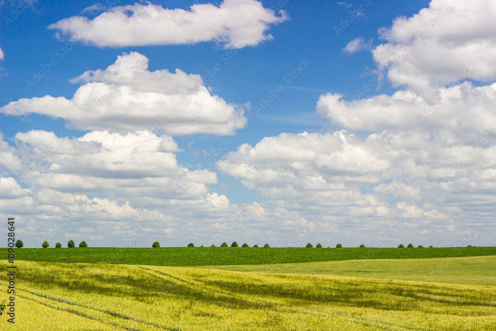Field on a background of blue sky.