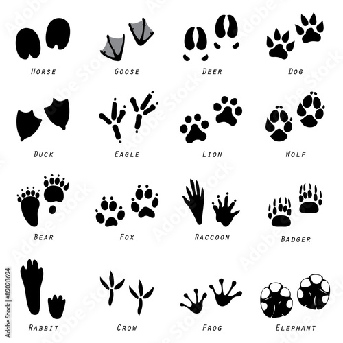 Animal Spoor Footprints Icon Vector