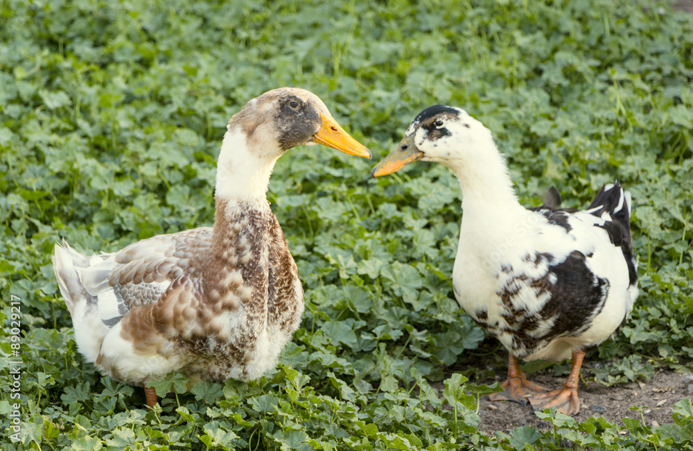 Obraz premium Ducks on a poultry farm