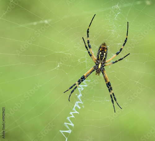Black and Yellow Garden spider (Argiope aurantia) © leekris