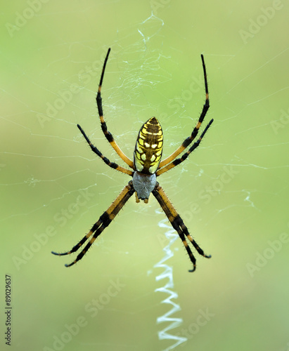 Black and Yellow Garden spider (Argiope aurantia) © leekris