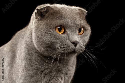 Closeup Portrait of British Fold Cat on Black