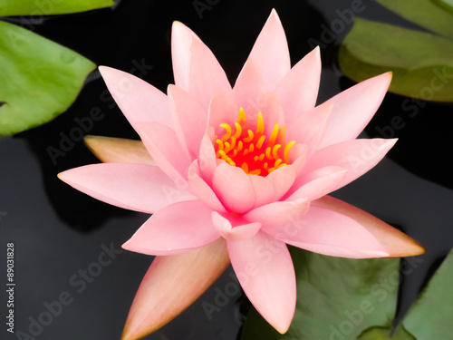 Charming and gentle water-lily     a fine fantastic flower