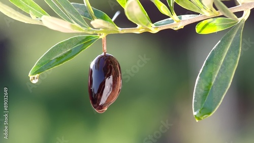 Oil dripping from olive berry. Nature on the background.