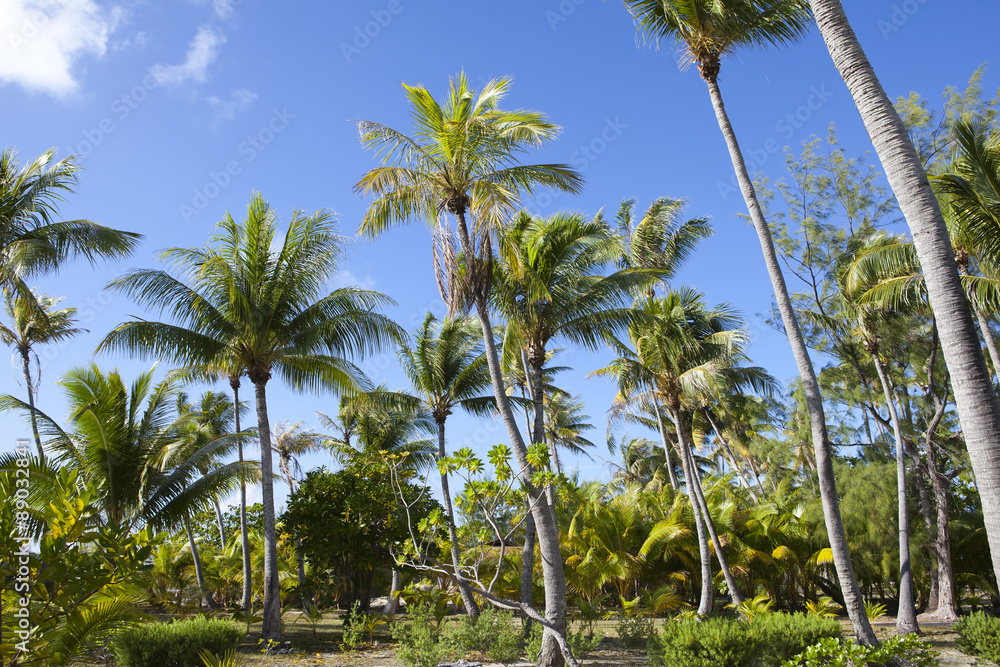 Naklejka premium Palm trees and bush on the tropical island, a thicket