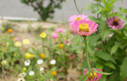 zinnia flower