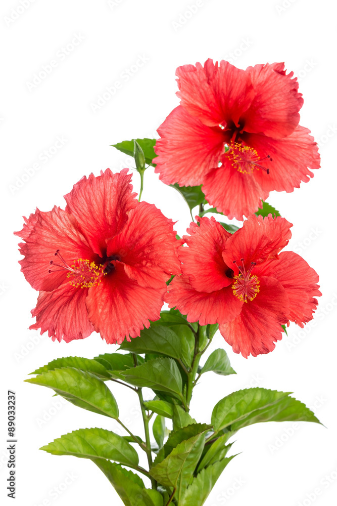Red hibiscus flower isolated on white Red hibiscus flower isolated on white