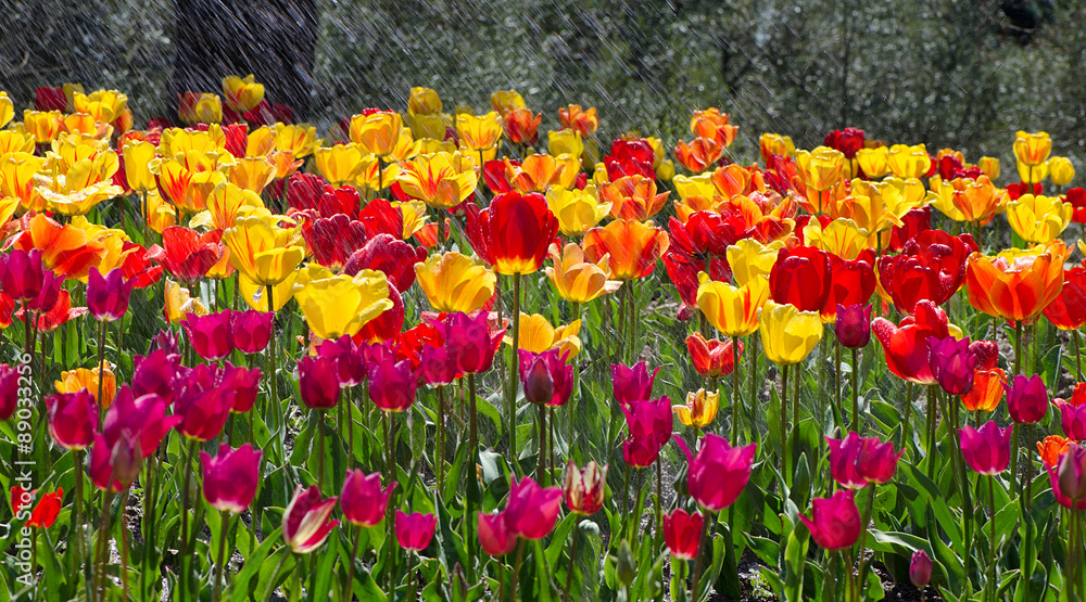  bright tulips on a sunny day, Irrigation