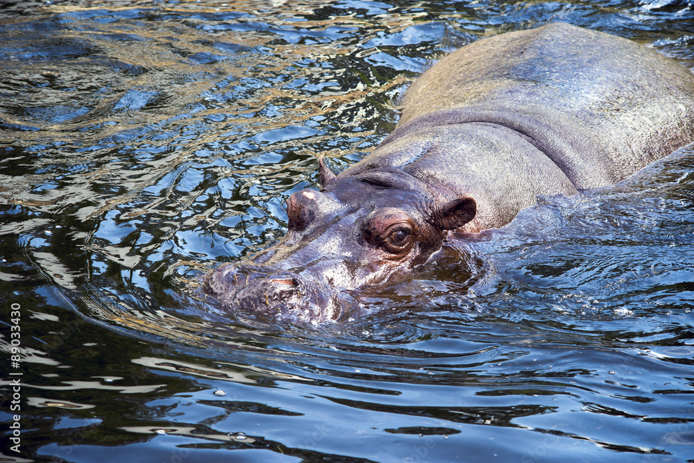 Fototapeta premium hippo in water