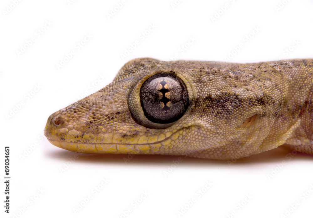 Obraz premium lizard