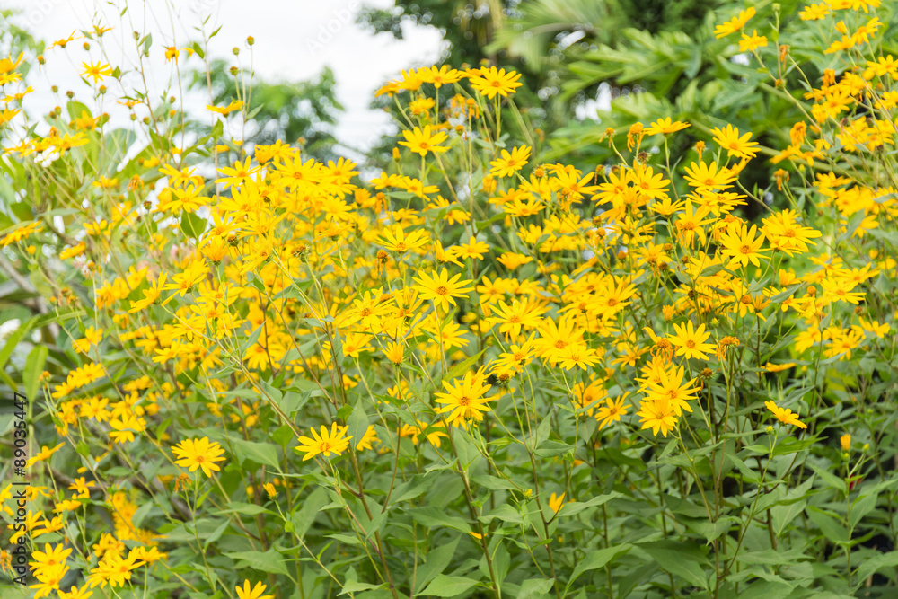 Fototapeta premium jerusalem artichoke flower