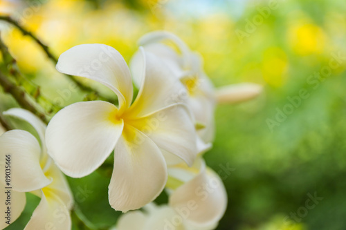 white and yellow plumeria flower photo