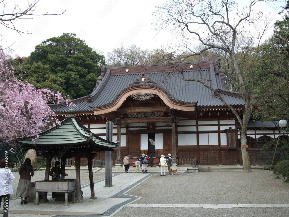 しだれ桜が咲く春の深大寺（本堂）　Jindaiji Temple (Main Hall)