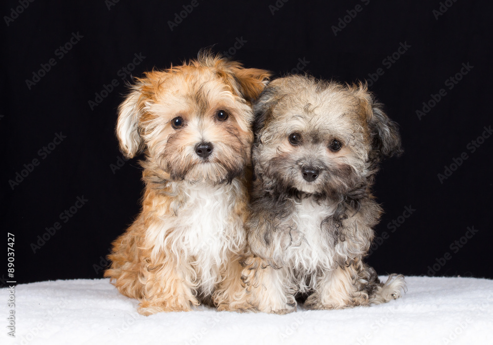 Havaneser Welpe Hund Studio Havaneser Welpe Hund Studio