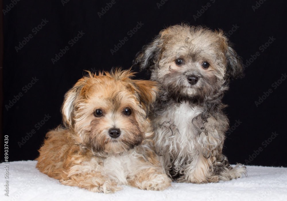 Havaneser Welpe Hund Studio Havaneser Welpe Hund Studio