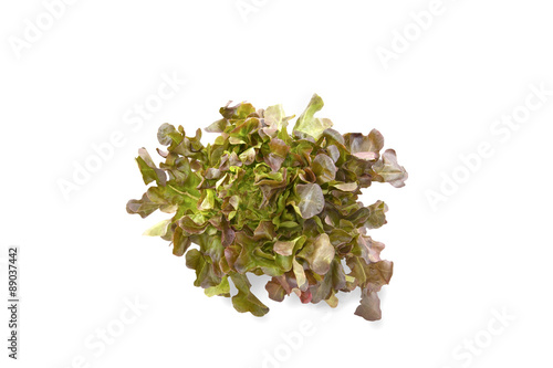 red oak leaf lettuce on white background