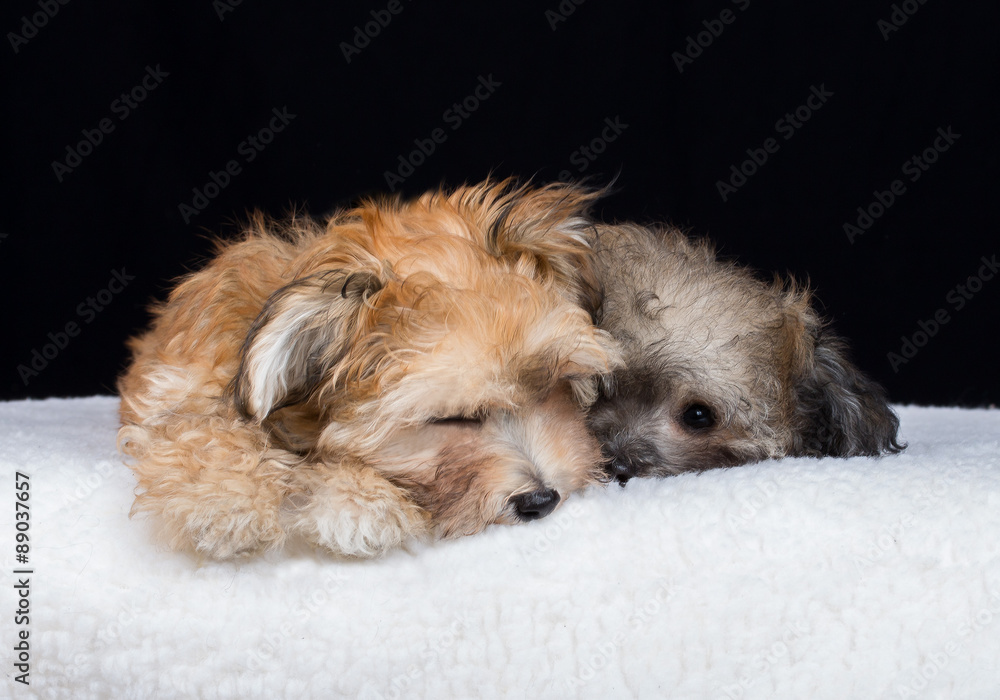 Havaneser Welpe Hund Studio