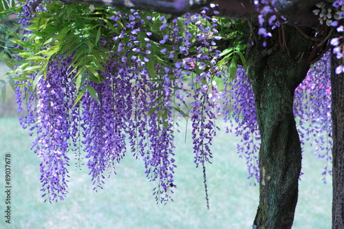 Fototapeta Naklejka Na Ścianę i Meble -  藤