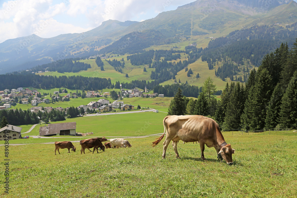 Kuhweide in Graubünden