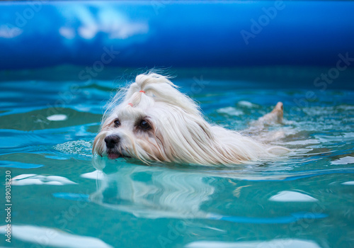 Havaneser Hund schwimmt