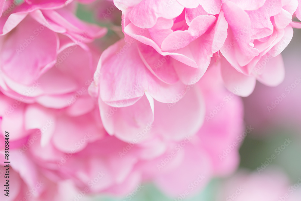 beautiful blossoming pink roses close up