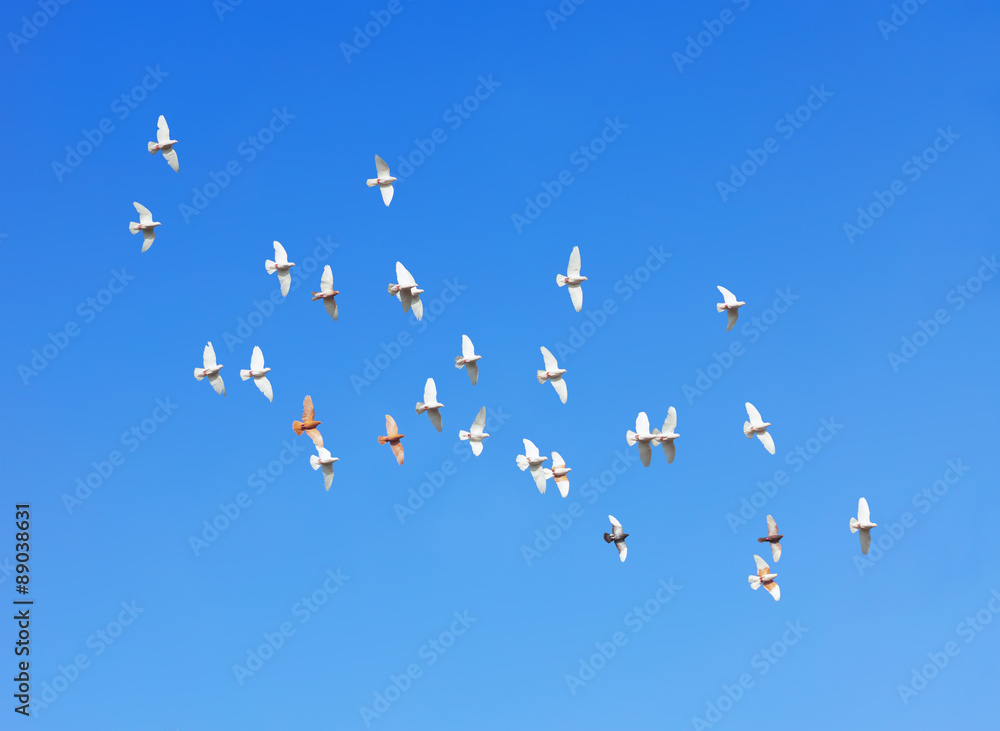flock of pigeons flying in blue sky flock of pigeons flying in blue sky
