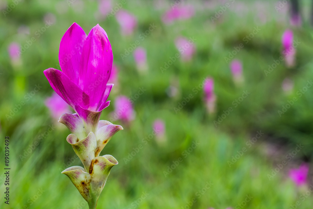 Fototapeta premium Curcuma alismatifolia or siam tulip.