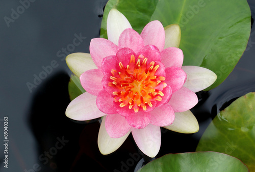 Pink lotus flower in full bloom.