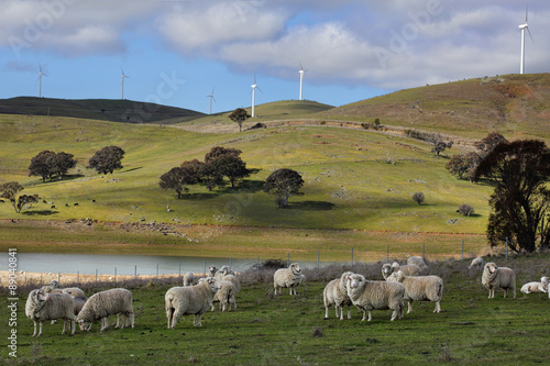 Sheep grazing at Carcoar Central West NSW photo