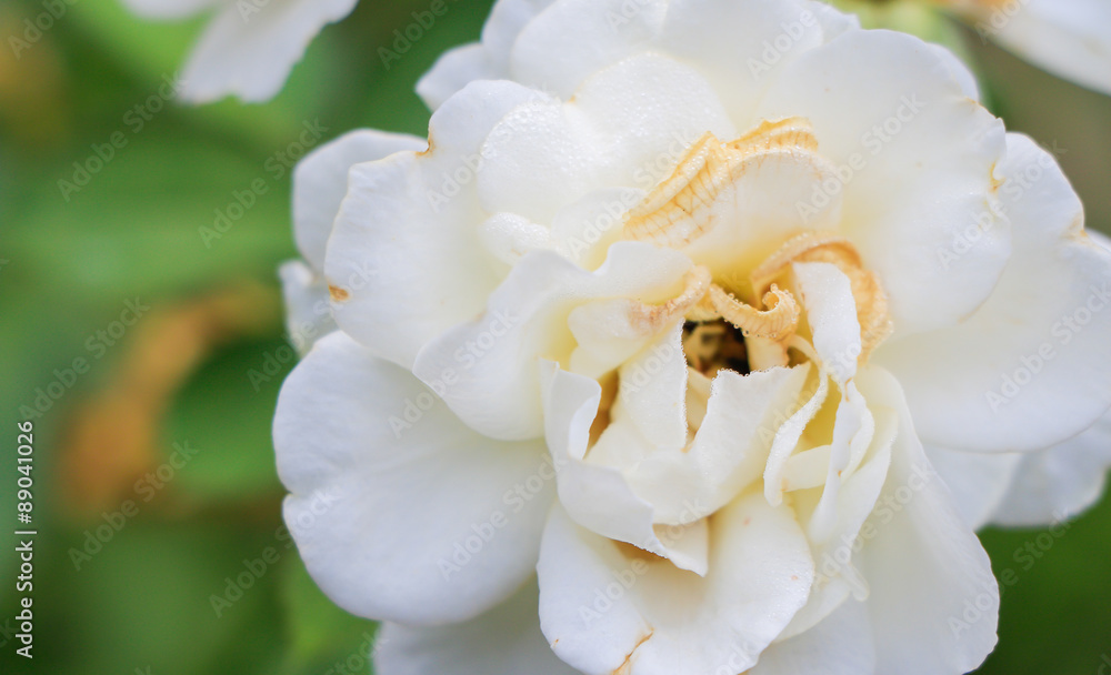 Obraz premium white rose in park