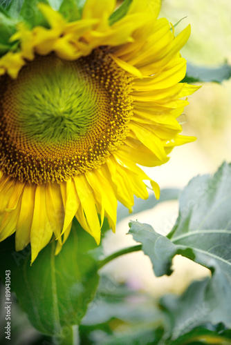 Fototapeta Naklejka Na Ścianę i Meble -  słonecznik w ogrodzie