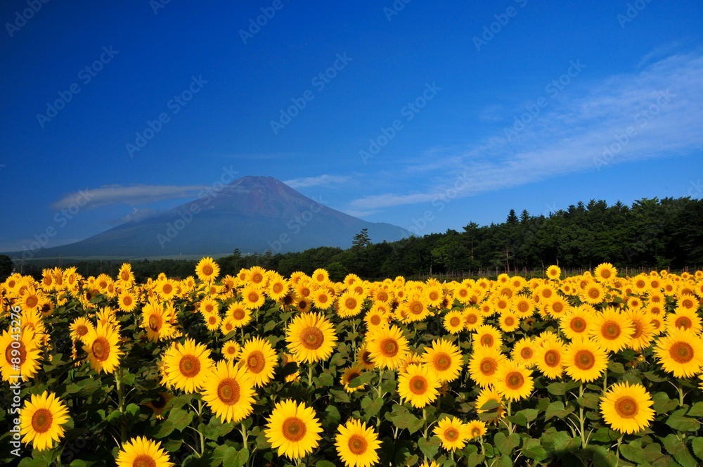 富士山とひまわり 富士山とひまわり