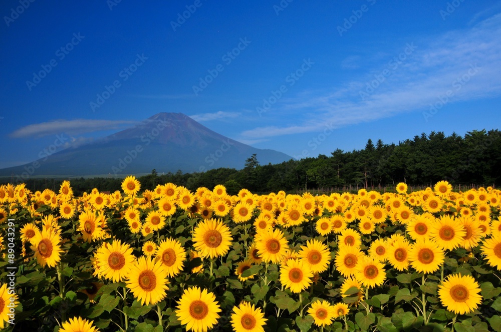 Obraz premium 富士山とひまわり
