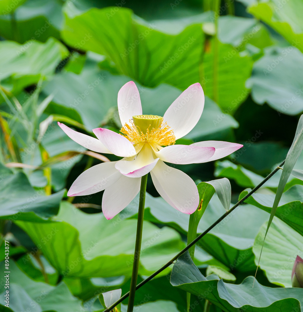 Pink, white, yellow nuphar flowers, green field on lake, water-lily, pond-lily, spatterdock, Nelumbo nucifera, also known as Indian lotus, sacred lotus, bean of India, lotus.