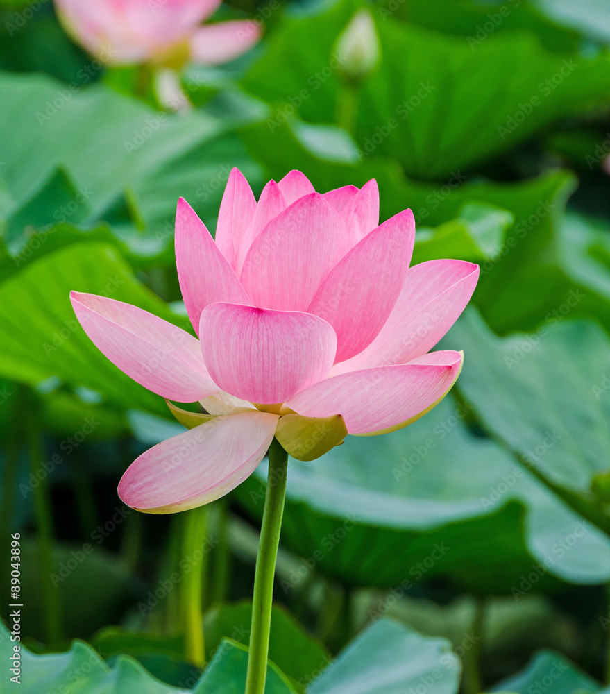 Pink, white, yellow nuphar flowers, green field on lake, water-lily, pond-lily, spatterdock, Nelumbo nucifera, also known as Indian lotus, sacred lotus, bean of India, lotus. Pink, white, yellow nuphar flowers, green field on lake, water-lily, pond-lily, spatterdock, Nelumbo nucifera, also known as Indian lotus, sacred lotus, bean of India, lotus.