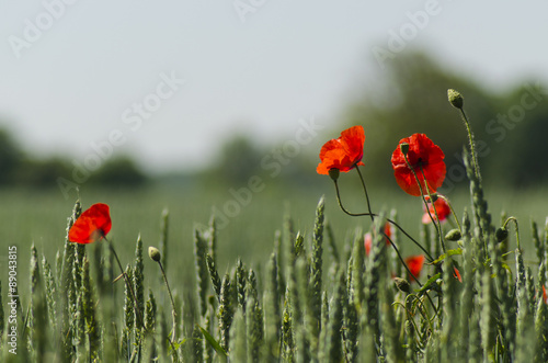 Poppies in a green cornfield.