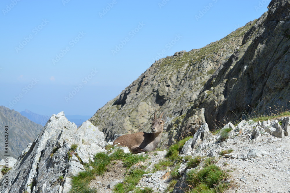 Bouquetin