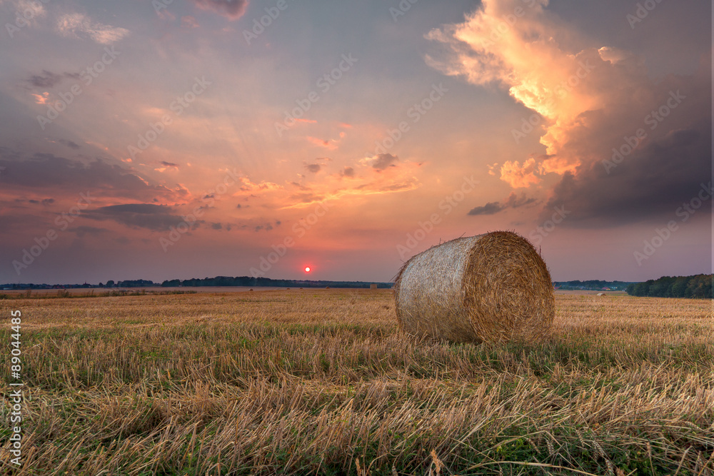 Bele siana na polu podczas zachodu słońca