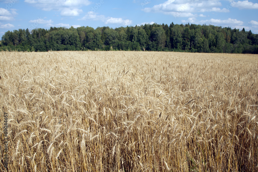 Beautiful landscape with lot ears of rye on rural field under blue sky with white clouds on sunny summer day Beautiful landscape with lot ears of rye on rural field under blue sky with white clouds on sunny summer day